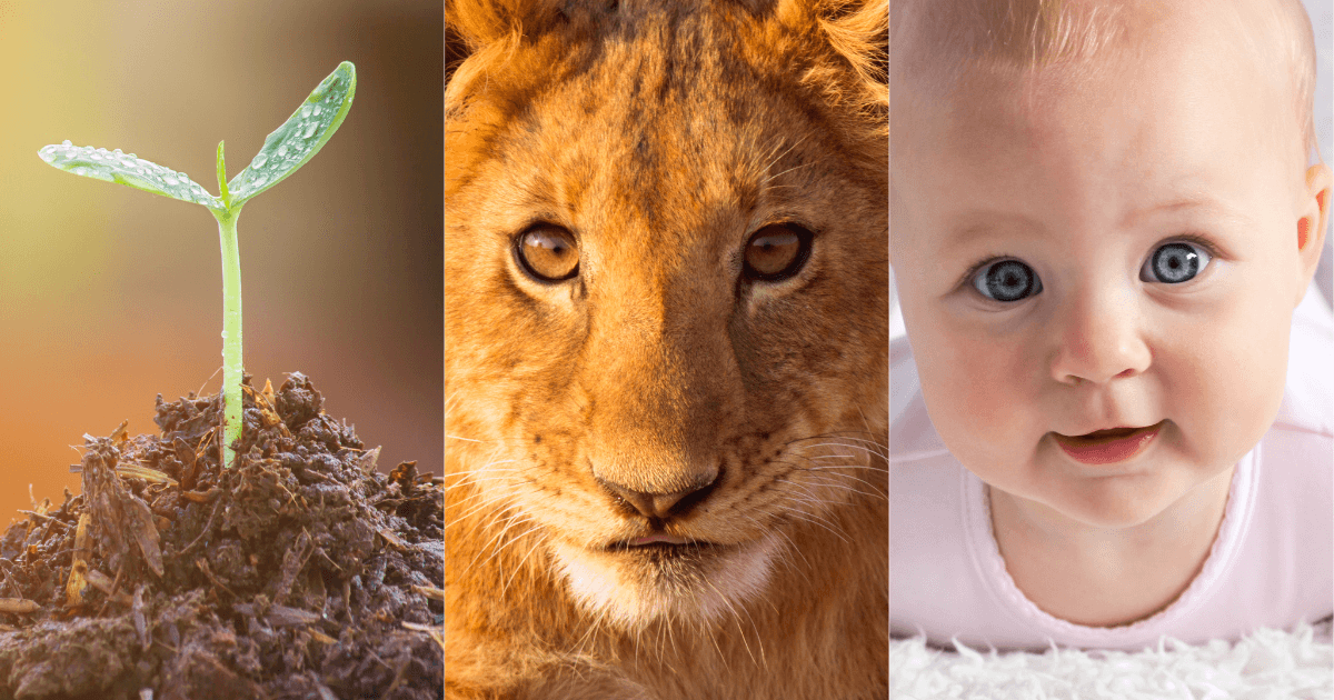 A Story of a Seed, A Lion Cub, and a Human Baby…